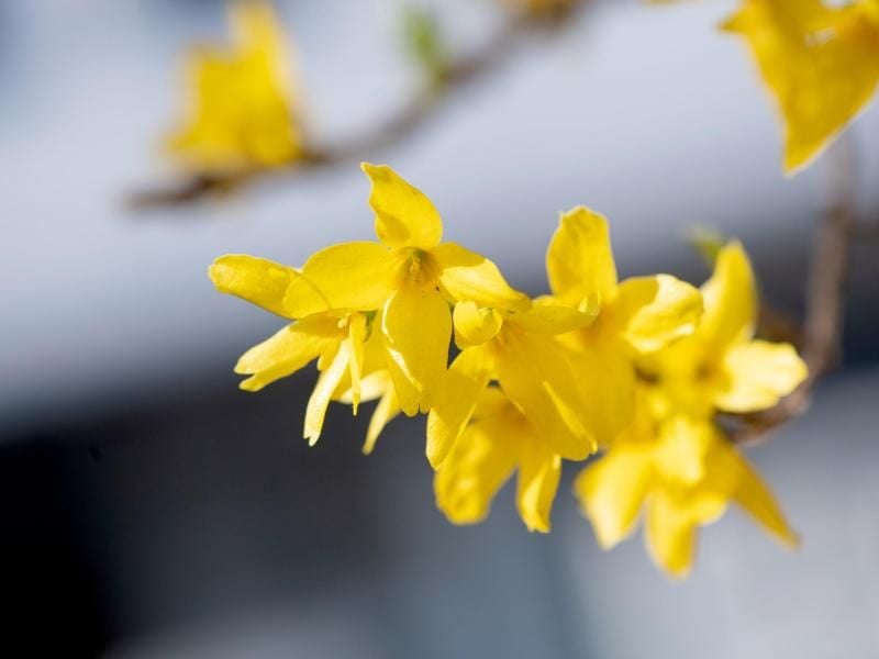 Leuchtend gelb kündigt die Forsythie den Frühling an. Foto: Andrea Warnecke/dpa-tmn