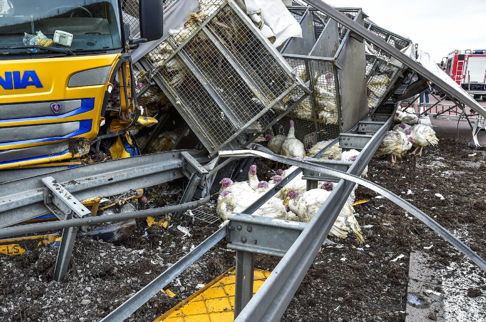 Auf der A38 bei Farnstädt ist am Mittwoch ein mit Puten und Truthähnen beladener Lastwagen verunglückt.