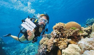 Das von der Tourismusbehörde Queensland veröffentlichte Foto zeigt einen Taucher auf der australischen Paradiensinsel Hamilton, der mit einem Schild für den «besten Job der Welt» wirbt. (FOTO: DPA)
