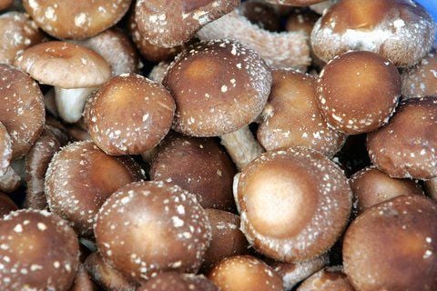 Geerntete Shiitake-Pilze (Lentinula edodes) liegen in der Integra Lausitz GmbH im ostsaechsischen Hoyerswerda in einer Kiste. (FOTO: DDP)
