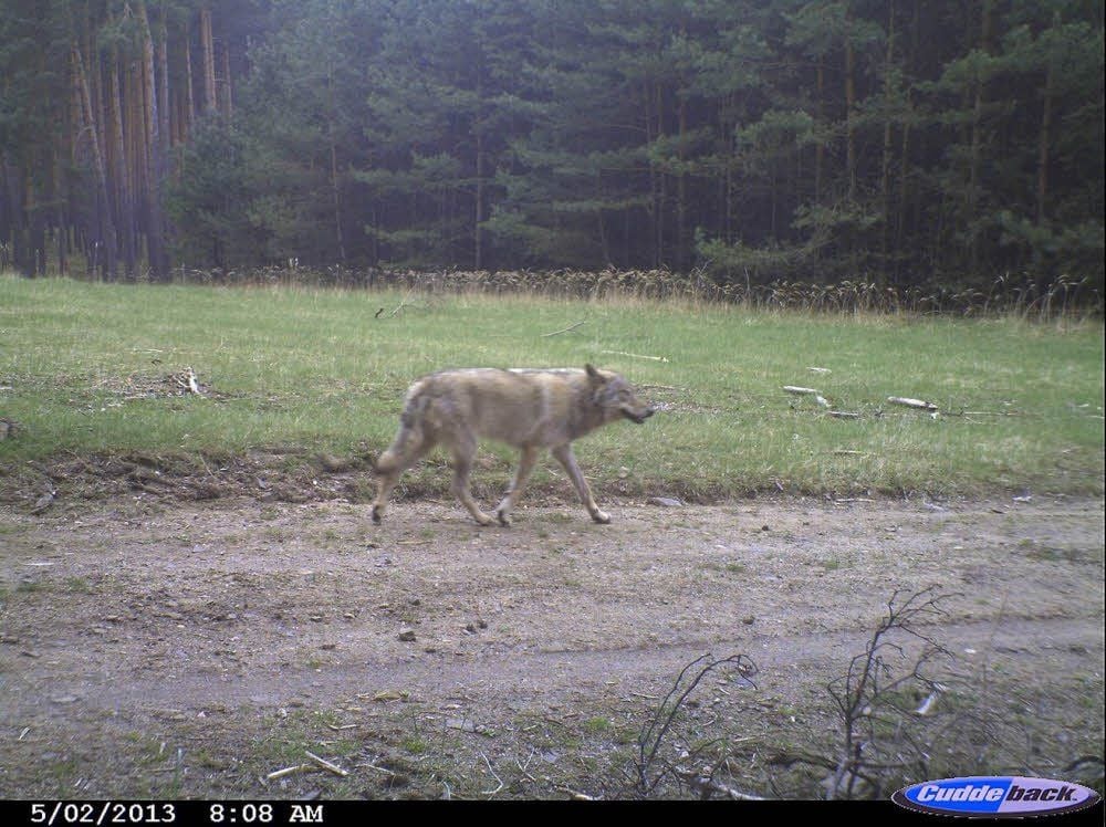 Anfang Februar gelang dem Landesamt für Umweltschutz das Foto von einem Wolf bei Göritz im Fläming.