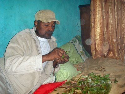 Äthiopier in Harar kaut die Droge Khat (FOTO: DPA)