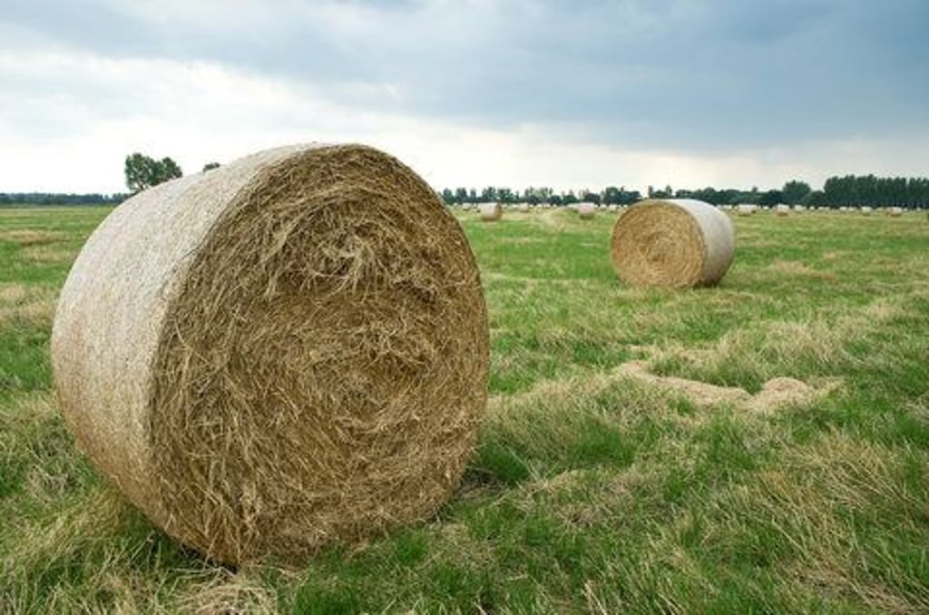 Strohballen auf dem Feld: Bei Genthin/Paplitz sind 300 Strohballen abgebrannt.