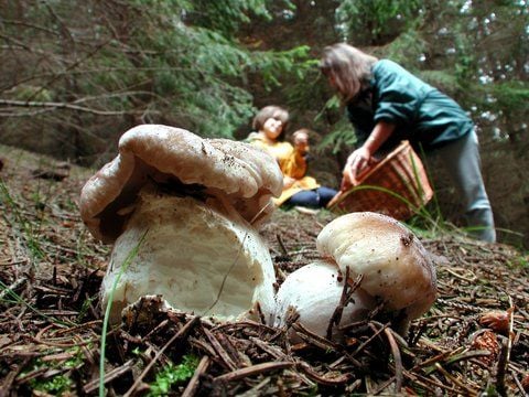 Eine verschwundene Pilzsammlerin hat in einem Wald in Rehberg für einen Großeinsatz der Polizei gesorgt. (ARCHIVFOTO: DDP)