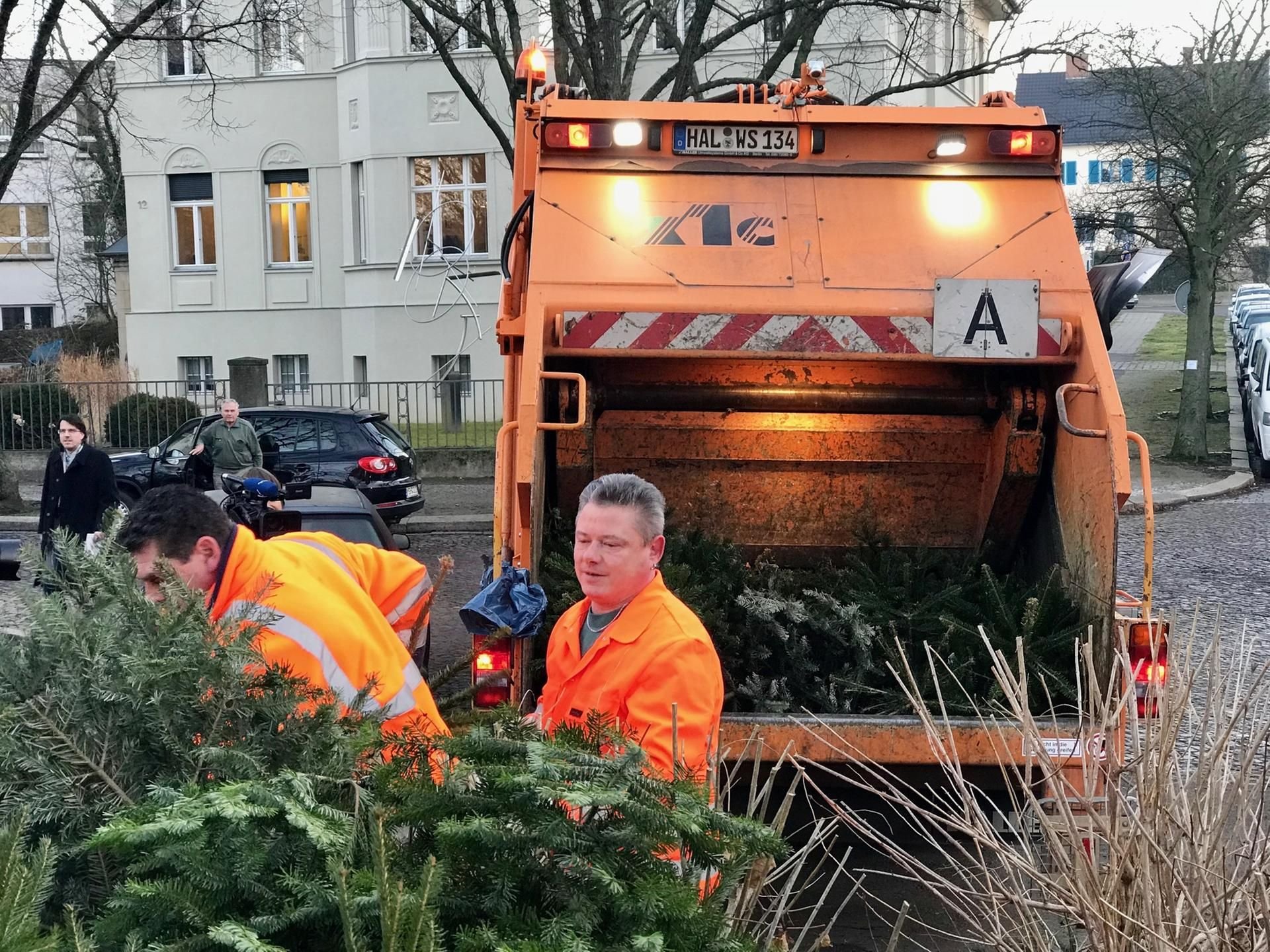 Die eingesammelten Tannen und Kiefern werden geschreddert und weiterverwertet.