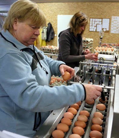 Die moderne Eier-Packanlage, links Doris Stecher