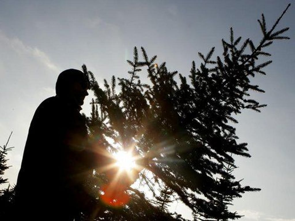 Zwei Teenager haben am Mittwoch (21.12.2022) versucht einen Weihnachtsbaum von einem Verkaufsstand in Blankenburg zu stehlen. Doch der Diebstahl misslang.