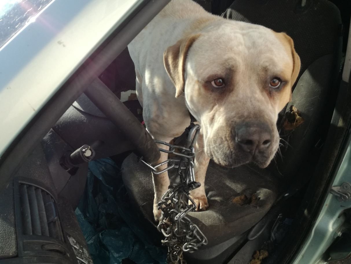 Trauriger Anblick: Der Hund war in einem Schrottauto angekettet.
