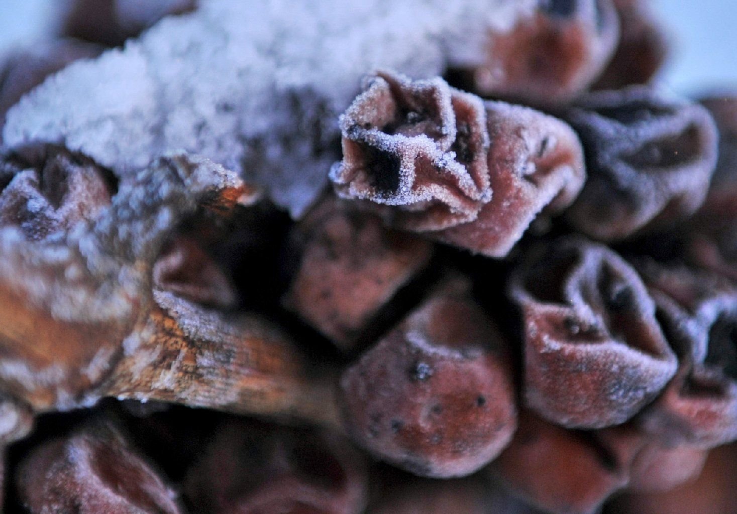 Gefrorene Riesling-Weintrauben warten auf die Eisweinernte.
