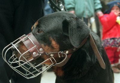 Kein sogenannter Kampfhund, aber als gefährlich eingestuft - der Rottweiler. In Deutschland werden etwa fünf Millionen Hunde gehalten. (FOTO: DPA)