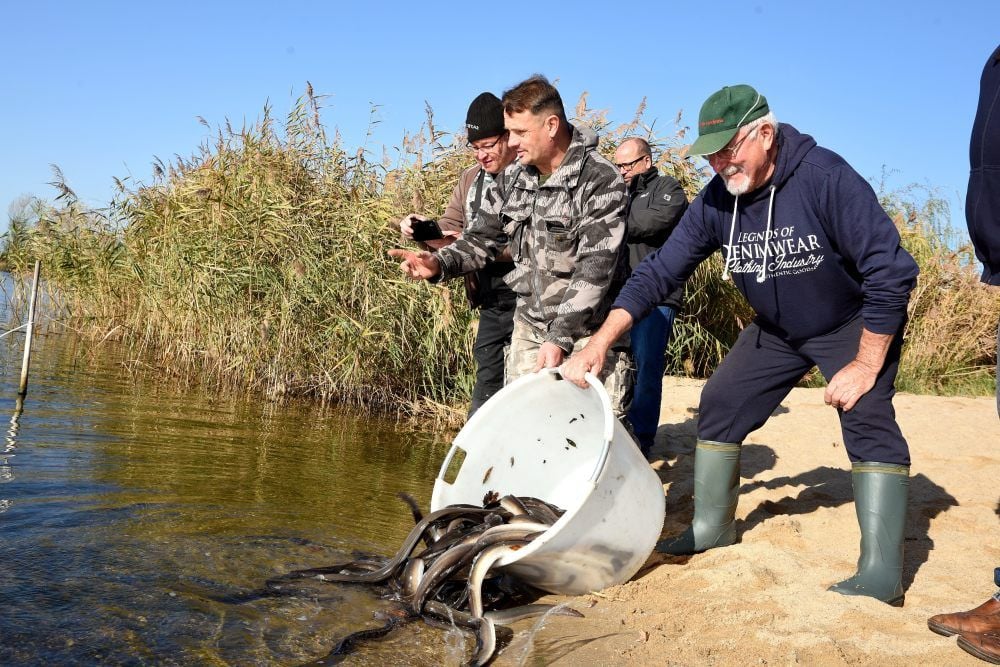 Vom Transportfahrzeug wurden die Fische in großen Behältern zum Löbitzsee gebracht.