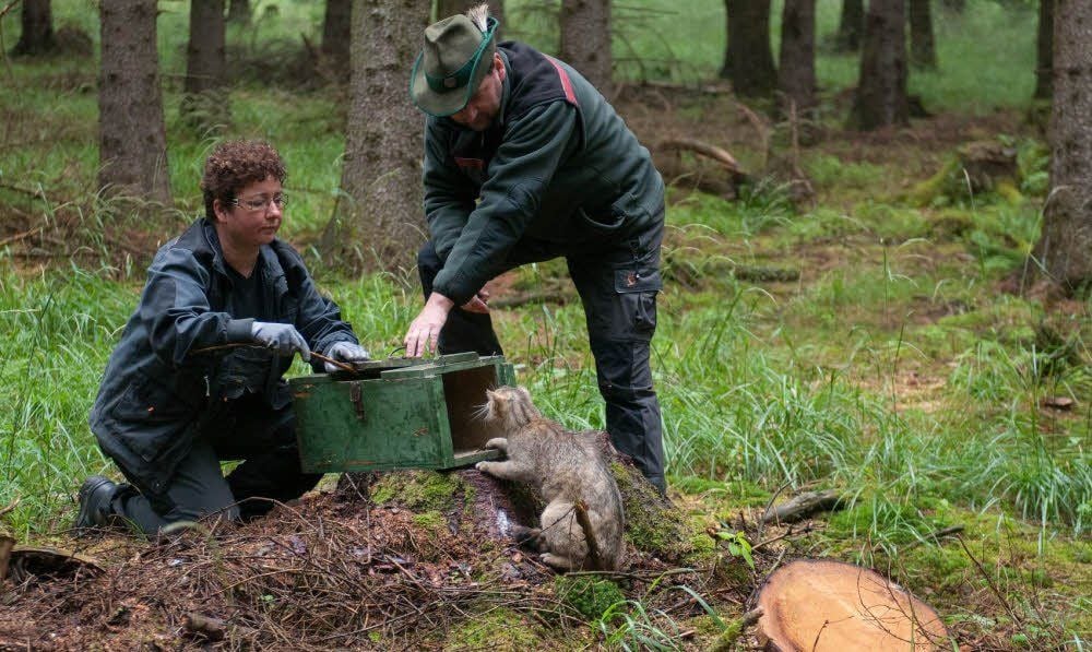 Tierpflegerin Silke Gengert und Revierförster Jens Schneidewind entlassen die Wildkatze in die freie Natur.