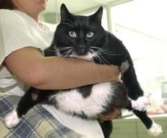 Der übergewichtige Kater Mikesch wird im Tierheim Berlin von einer Tierarzthelferin auf die Wage gesetzt. Mit etwa 17 Kilo ist er fast zwei Kilo leichter als noch vor zwei Wochen. (Foto: dpa)