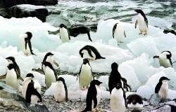 Adelie-Pinguine in der Antarktis. (Foto: dpa)