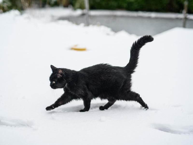 Katzen wollen auch im Winter draußen durch die Natur streifen. Für ihre Halter gibt es in dieser Zeit einiges zu beachten. Foto: Daniel Reinhardt