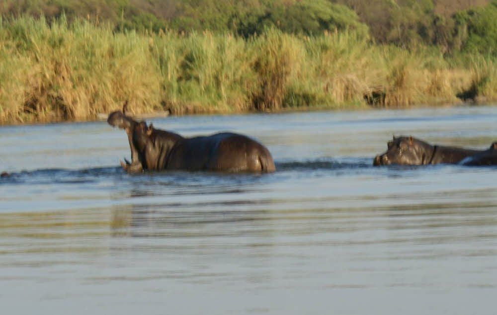Flusspferde tummeln sich im Wasser.