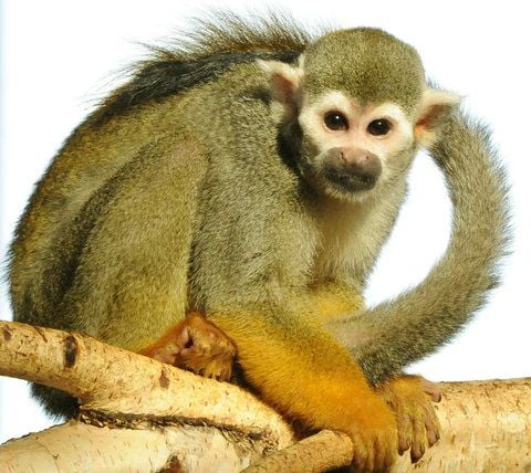 Alleiniger Vater von 14 in den letzten Wochen im Zoo in Halle geborenen Totenkopfäffchen ist das aus Wien stammende Totenkopfmännchen Purus.(FOTO: DPA)
