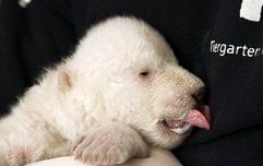 Das Eisbär-Baby der Eisbärin «Vera» aus dem Nürnberger Tiergarten hat die Augen geöffnet. Zunächst sei das linke Auge einen Spalt weit offen gewesen, dann sei aber auch das rechte Augenlid leicht geöffnet worden, berichteten die Pfleger am Dienstag. (Foto: dpa)