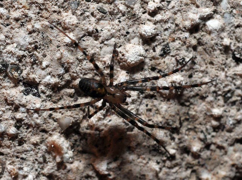 Die Große Höhlenspinne lebt in Höhlen fast in völliger Dunkelheit. Die Weibchen erreichen eine Körperlange von 15 bis 17 Millimetern.