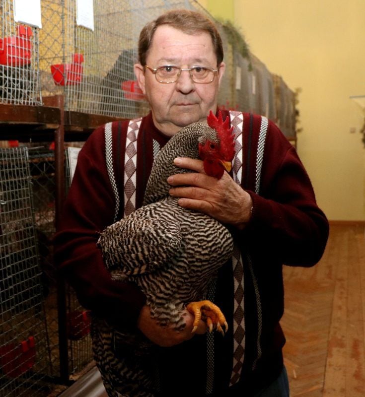 Peter Naffin wurde mit dem Titel Vereinschampion geehrt. Er präsentierte Hühner der Rasse Amrocks (gestreift).