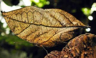 Was anmutet wie ein Blatt ist in Wahrheit ein Schmetterling.