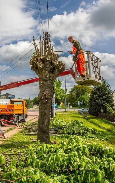 Die Linden in Apollensdorf mussten wegen der Stromleitung beschnitten werden.