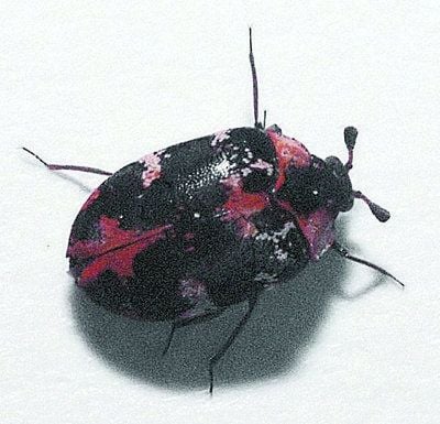Unangenehme Hausbewohner, wie dieser Teppichkäfer, machen sich über Kleidung, Lebensmittel oder Feuchtigkeit her.