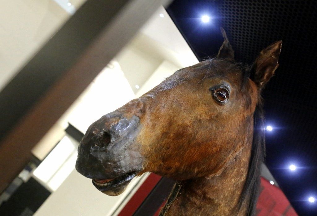 In der Ausstellung kann man dem Pferd direkt in die Augen sehen.