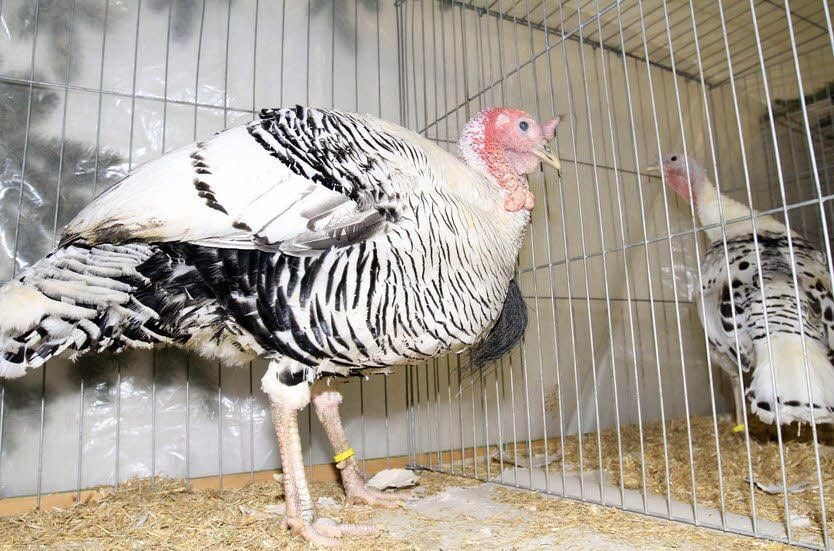 Insgesamt sind in Könderitz 850 Tiere zu sehen, dies ist eines davon.