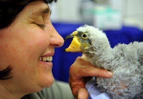 Aufmerksam verfolgt der rund sechs Wochen alte Kea-Papagei «Nelson» im Bergzoo Halle unter den Augen von Pflegerin Petra Strecker das Treiben in seiner Umgebung. (FOTO: DPA)