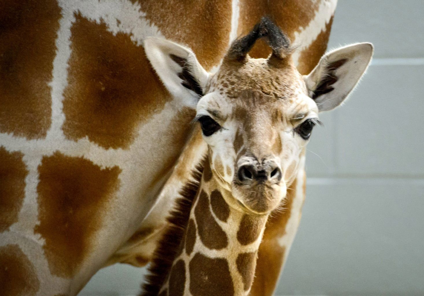 Unterhält sich vor allem nachts: die Giraffe