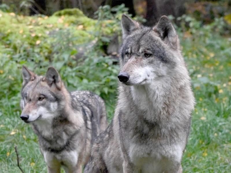 Zwei Wölfe sind zu sehen. Foto: Carsten Rehder/Archiv