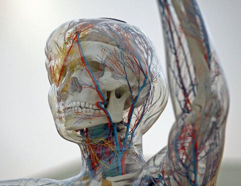 Die Gläserne Frau aus dem Jahr 1995 steht im Deutschen Hygiene-Museum in Dresden. (FOTO: DPA)
