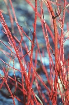 Im Sommer eher unauffällig, im Winter korallenrot - der Hartriegel Cornus alba, hier im Bild die Sorte 'Sibirica', zählt während der kalten Jahreszeit zu den optischen Anziehungspunkten im Garten. (Foto: dpa)