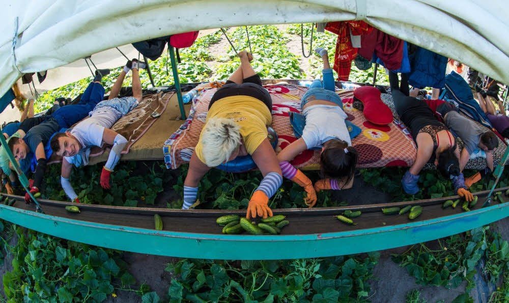 Polnische Erntehelfer der Agrargenossenschaft Unterspreewald pflücken auf sogenannten Gurkenfliegern das Gemüse.