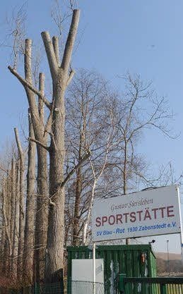 Peter Frobel vor Ort. Während an zwei Seiten nur noch Baumstümpfe zu sehen sind, stehen die Pappeln an den anderen Seiten noch.