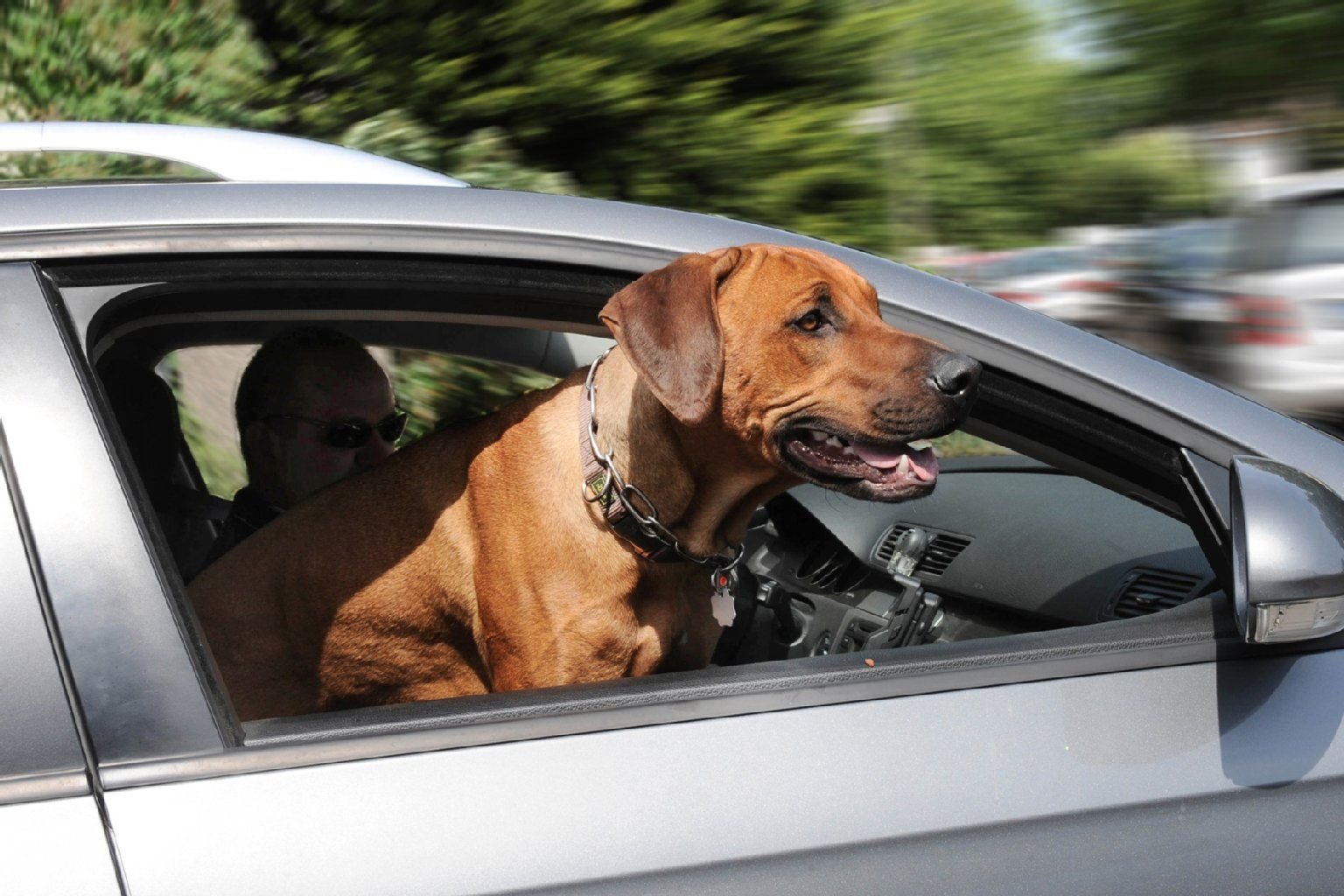 Sieht süß aus, wenn Hunde aus dem offenen Fenster gucken, aber wenn es zu einem Unfall kommt, können die Vierbeiner zu gefährlichen Geschossen werden.