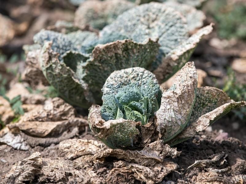 Durch die Trockenheit geschädigte Wirsingkohlköpfe. Foto: Jens Büttner