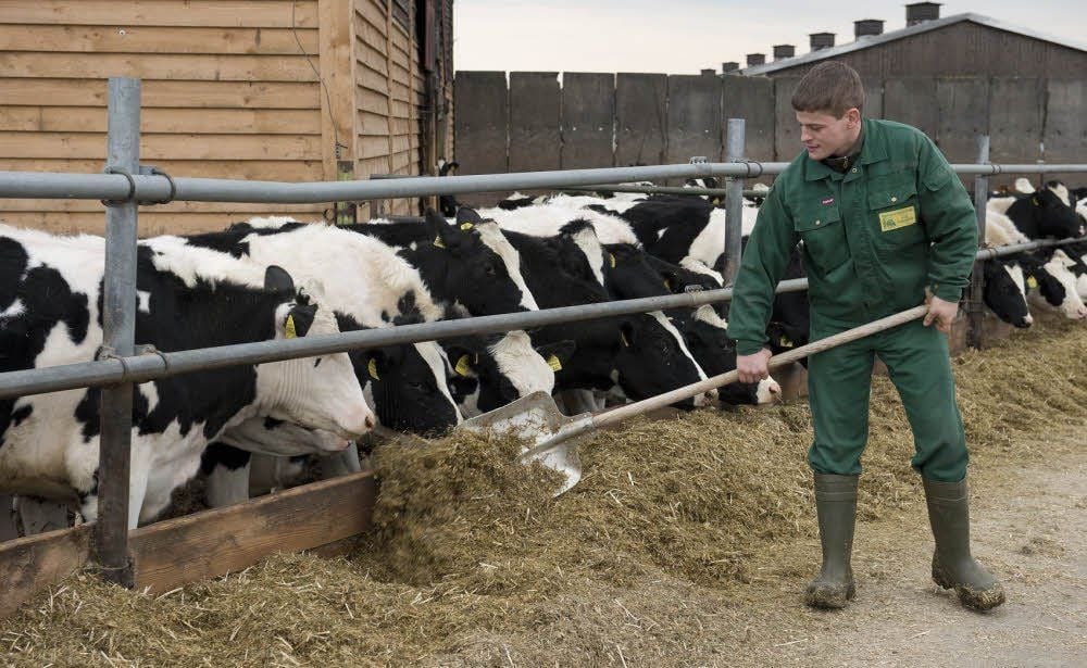 In der Agrargenossenschaft Hedersleben wird großen Wert auf artengerechte Tierhaltung gelegt. Tierwirt Toni Tannhäuser arbeitet seit neun Jahren im Betrieb und absolvierte dort auch seine Ausbildung.