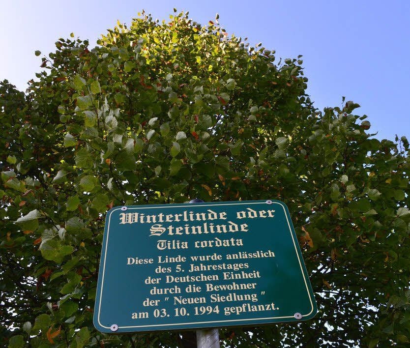 Die Infotafel für die Winterlinde.