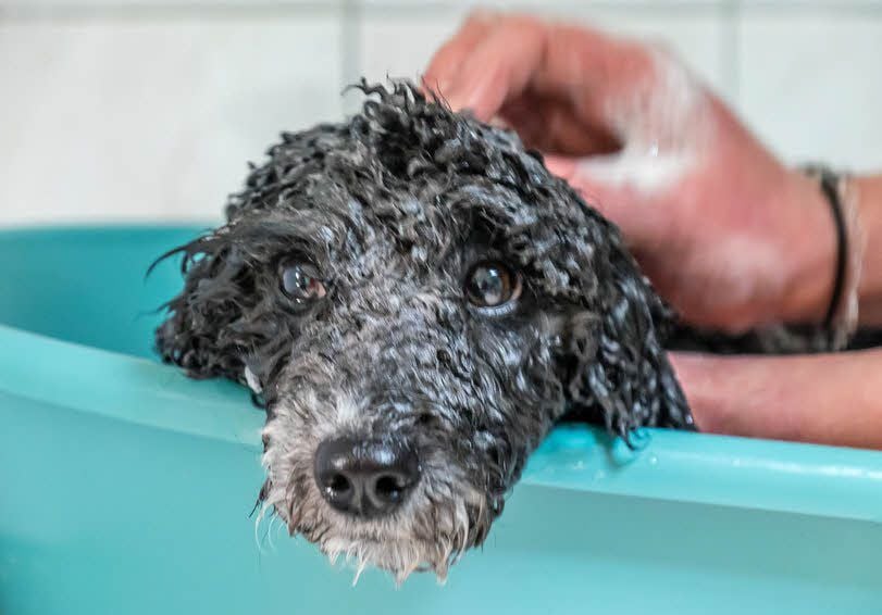Im Gräfenhainichener Hundesalon von Petra Boers wird ein Zwergpudel frisiert. Aber auch für tierische Schönheiten wird die Steuer teurer.
