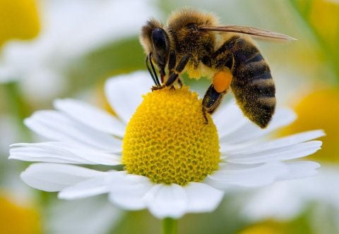 Honigbienen sind ökologisch und wirtschaftlich wertvolle Schwerstarbeiter. Die Honigbiene produziert nicht nur Honig oder Wachs, sondern trägt mit der Bestäubung der Blüten entscheidend zur Nahrungsproduktion des Menschen bei. (FOTO: ARCHIV/DPA)