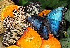Im Alaris-Schmetterlingspark in Wittenberg saugen ein Himmelsfalter (r.) und eine Weiße Baumnymphe auf ausgelegten Aprikosenscheiben süßen Saft. (Foto: dpa)