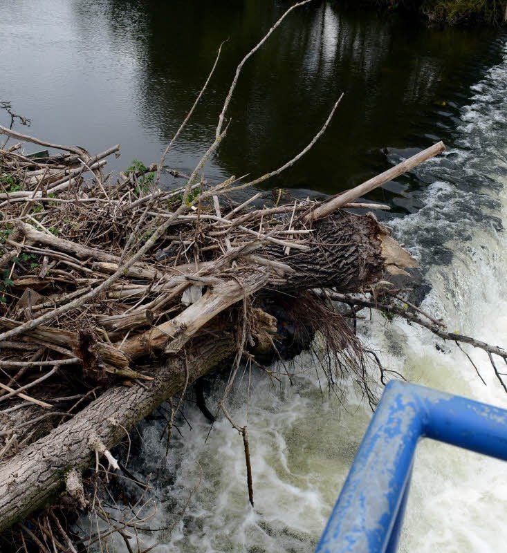 Treibgut am Wehr