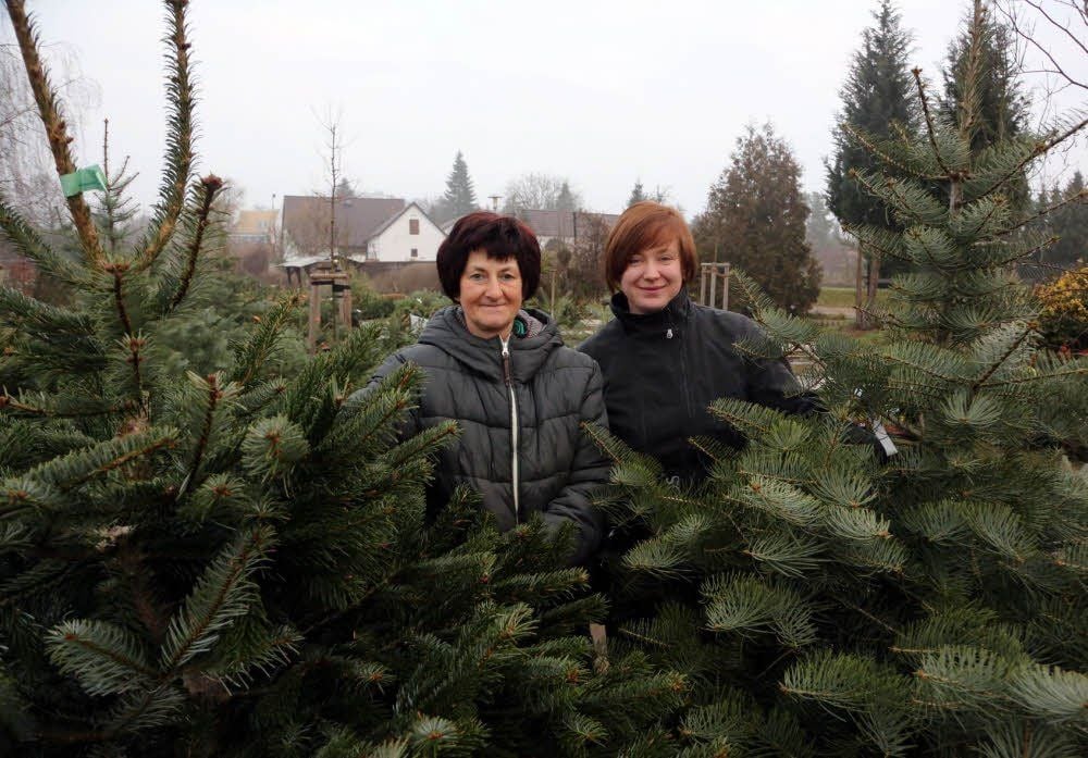 Monika Eckhardt (links) mit einer Nordmanntanne und Mitarbeiterin Mareike Schneid mit dem neuen Renner - der Colorado-Tanne.