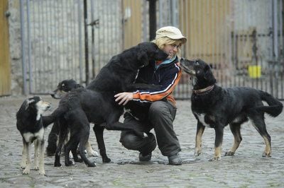 Die verwahrlosten Hunde im Landtierhof Drosa (FOTO: HEIKO REBSCH)