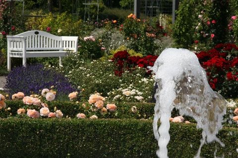Duftendes Ziel für einen Ausflug: Das Europa-Rosarium in Sangerhausen. (ARCHIVFOTO: MZ)