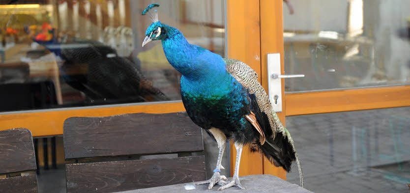 Dieser Pfau läuft frei im Tierpark.