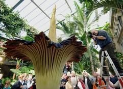 Die größte Blume der Welt, der Titanenwurz, blüht am Donnerstag (20.10.2005) in der Stuttgarter Wilhelma. (Foto: dpa)