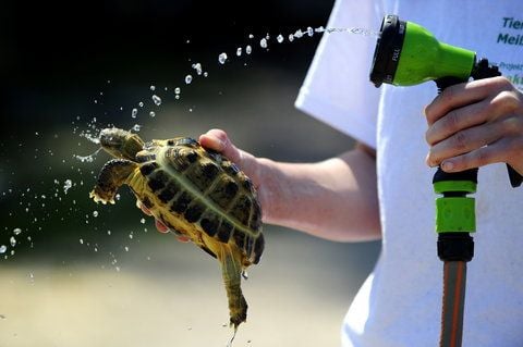 Eine Tierpflegerin duscht in der Exoten- und Reptilienauffangstation eine Schildkröte ab. (FOTO: DDP)